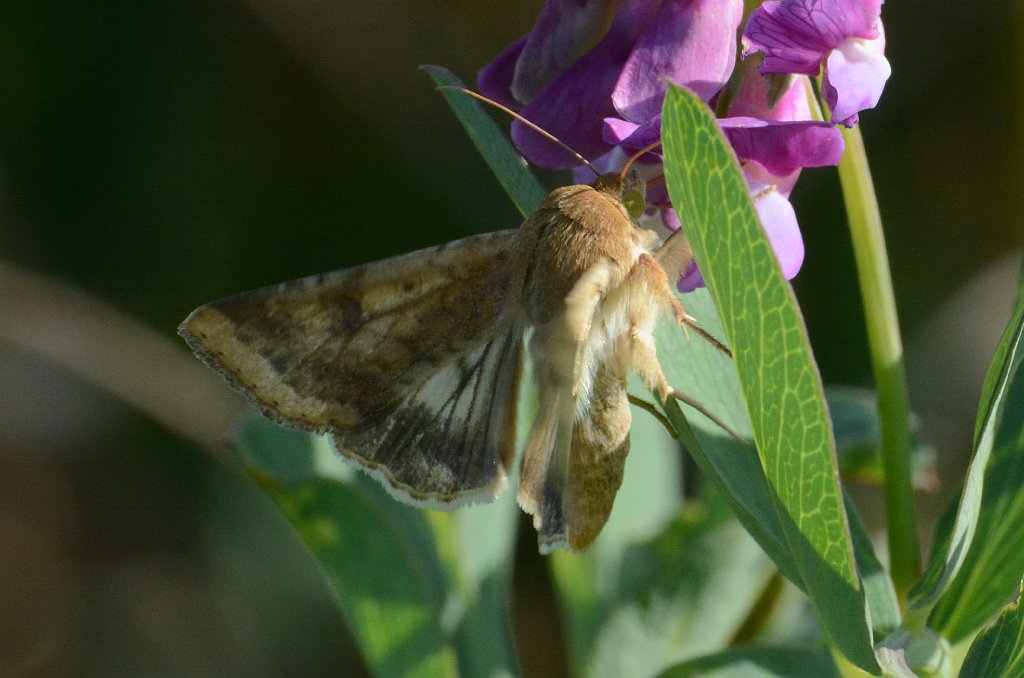 019 2017-09079730 Parker River NWR, MA.JPG - Corn Earworm Moth (Helicoverpa zea) on Beach Pea (Lathyrus japonicus). Parker River National Wildlife Refuge, MA, 9-7-2017